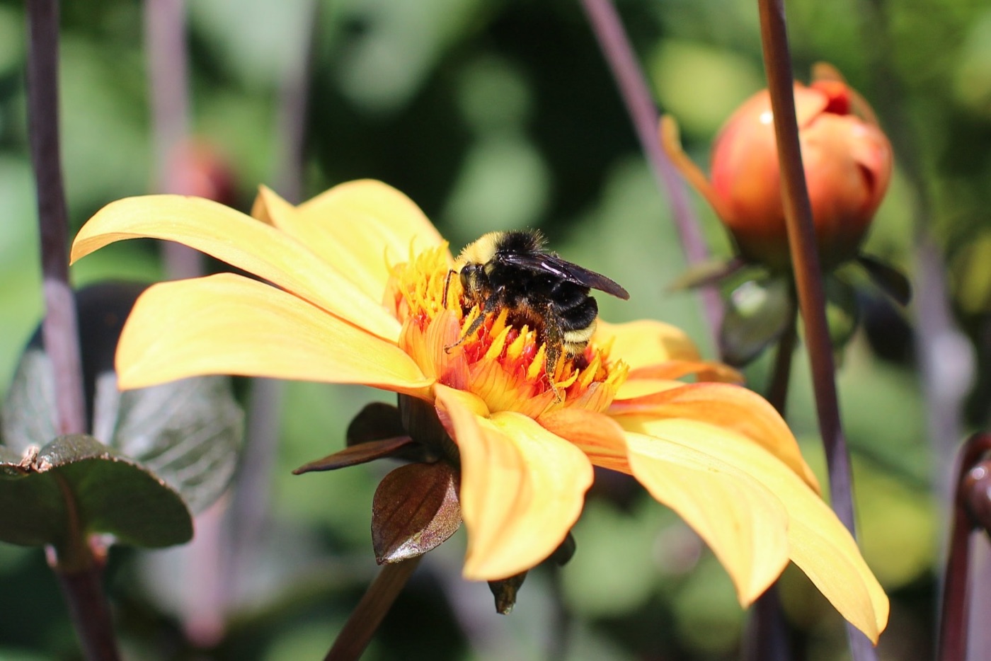 Bee