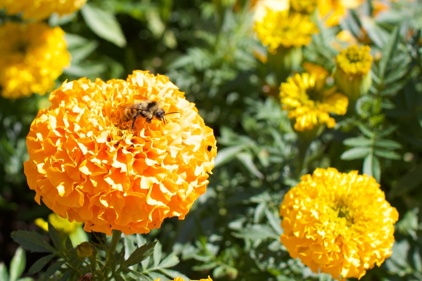 Bees