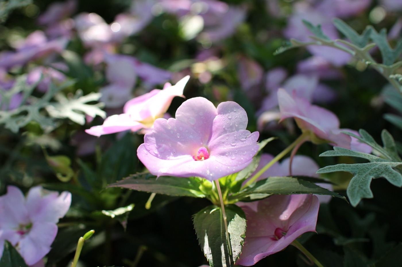Flowers